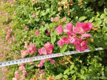 安吉拉月季盆栽苗，60厘米高基地发货