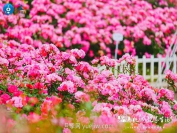 2024年第二届杭州市月季花展举办，赏500万株月季